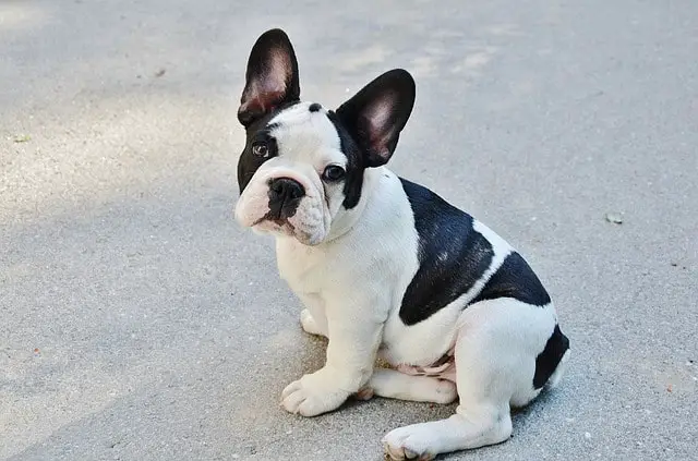 Piebald or Pied Dog Color