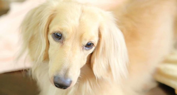 Sandy Colored Dog