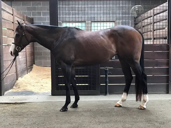 Signs of Equine Kissing Spines