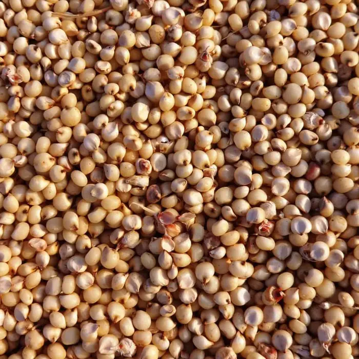 Sorghum Grain