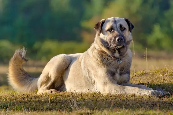 Special Needs of Anatolian Shepherd