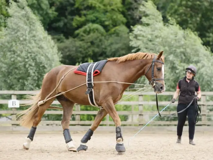 Treatment of Kissing Spines in Horses