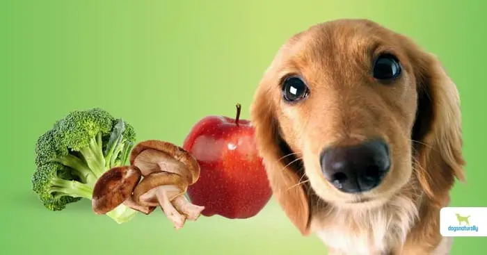 Vitamin Rich Food for Dog
