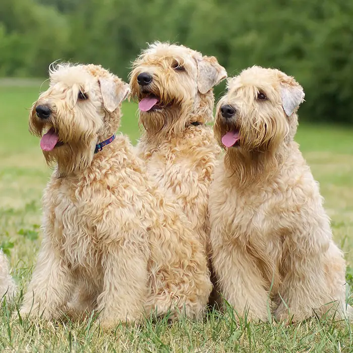 Wheaten Dog