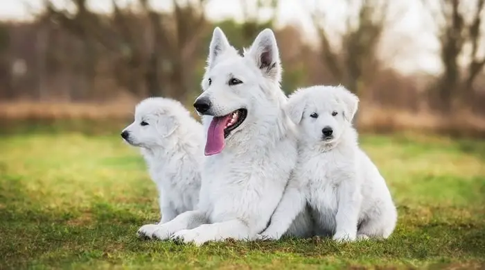 White Color Dog
