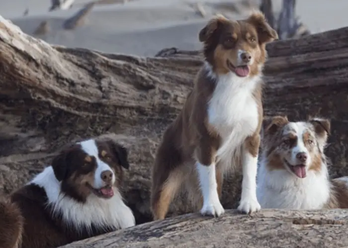 American-Australian Shepherd