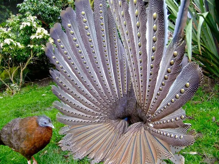 Argus Pheasant