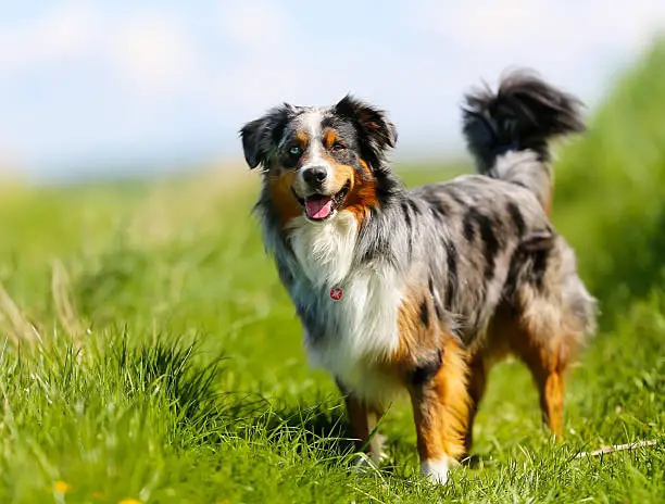 Australian Shepherd Dog