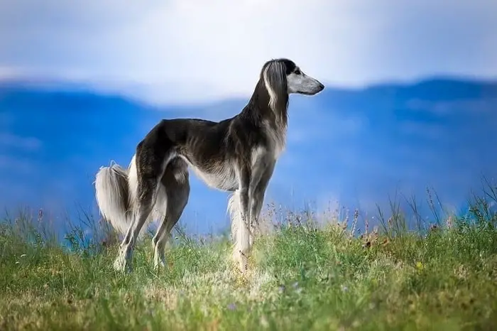 Beautiful Dog