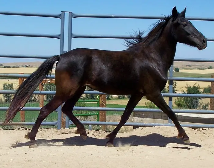 Behavior of Horse