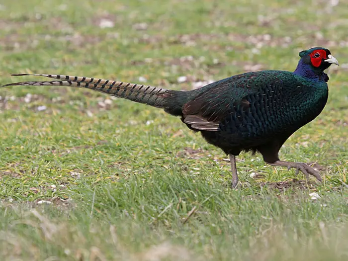 Black Pheasant