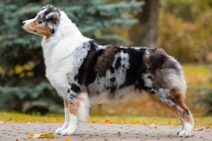 Blue Merle Color of Australian Shepherd