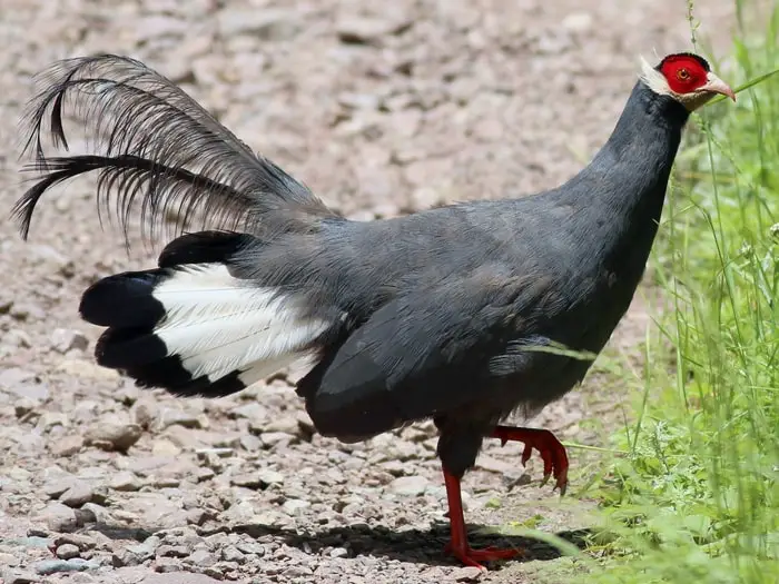 Blue-eared Pheasant