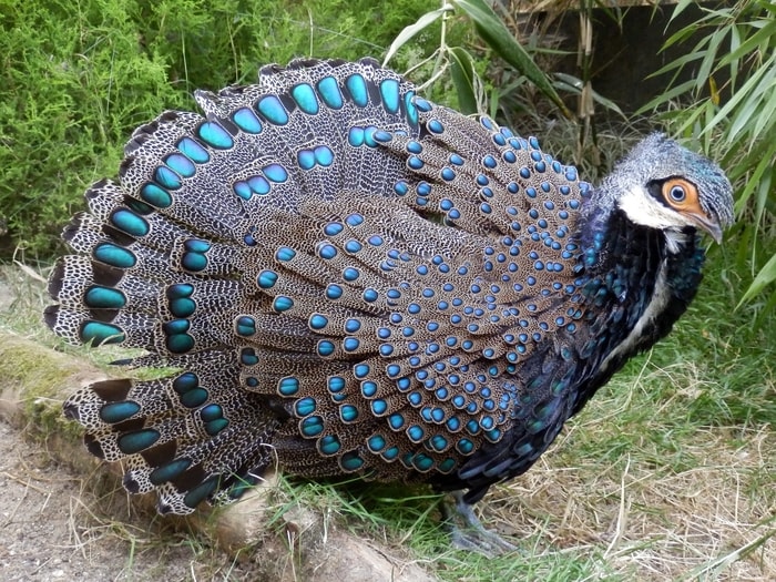 Bornean Peacock Pheasant