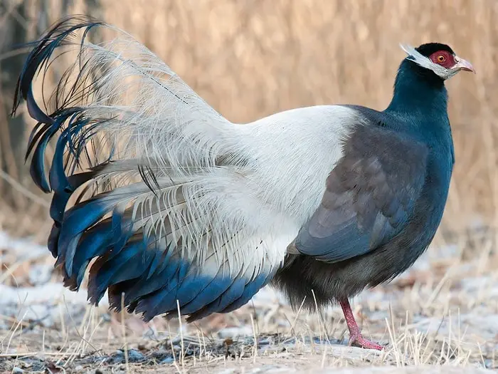 Brown-eared Pheasant