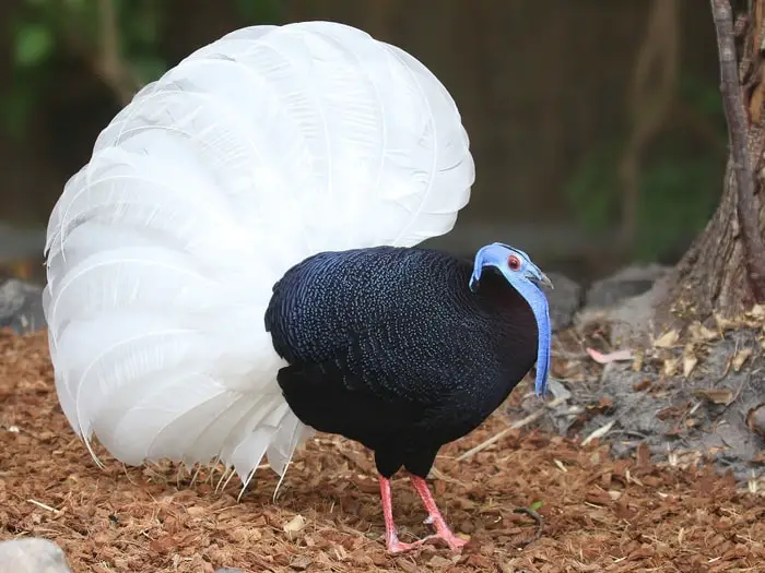 Bulwer's Pheasant