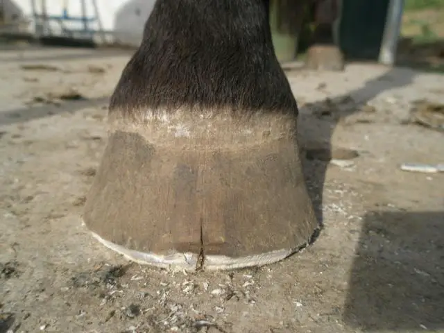 Causes of Horse Hoof Cracks