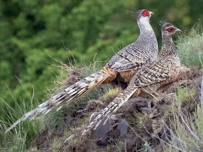 Cheer Pheasant