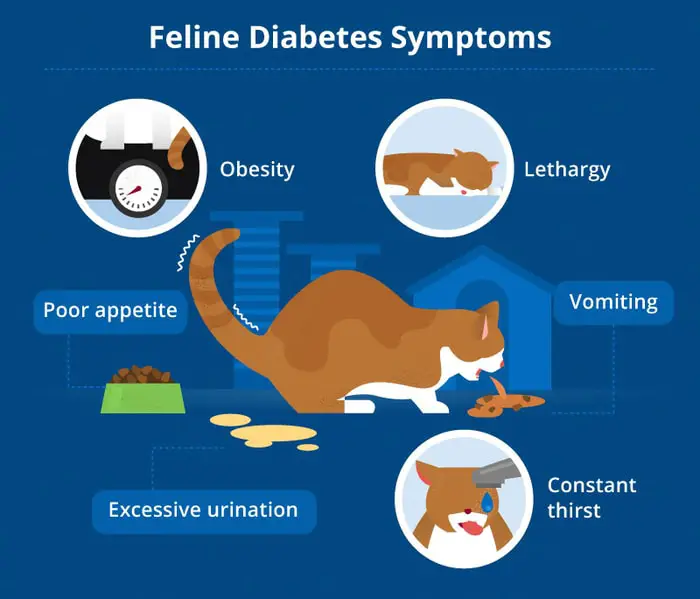 Clinical Signs of Diabetes in cats