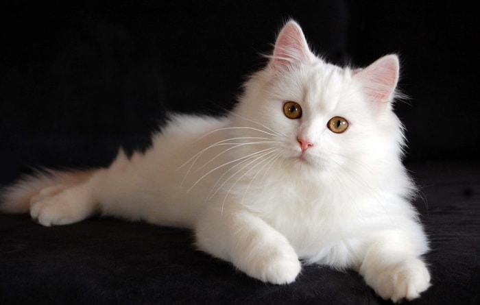 Clinical Signs of Fatty Liver Syndrome in Cats