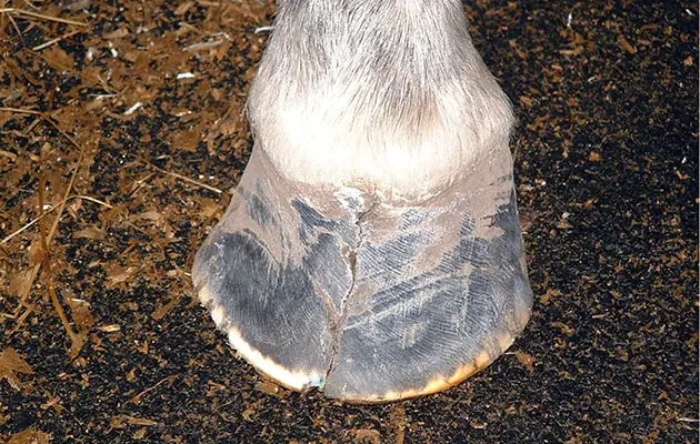 Clinical Signs of Hoof Cracks
