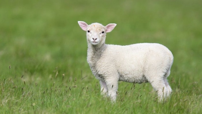 Cobalt Deficiency in Lambs