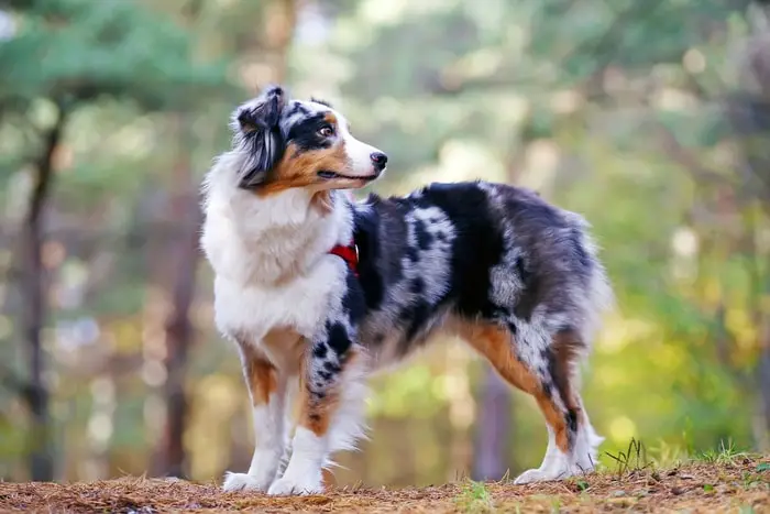 Color of Aussie Dog
