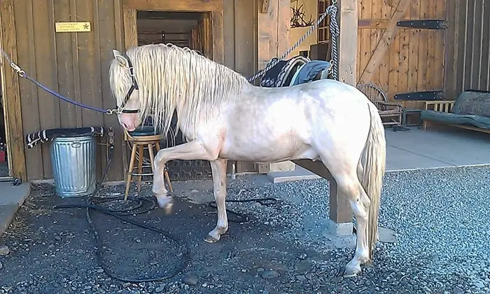 Colors of Barb Horse