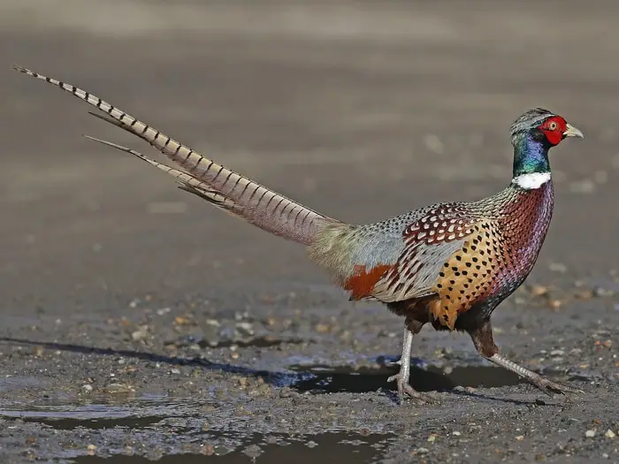 Common Pheasant