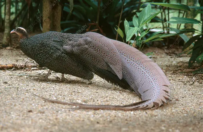 Crested Argus Pheasant