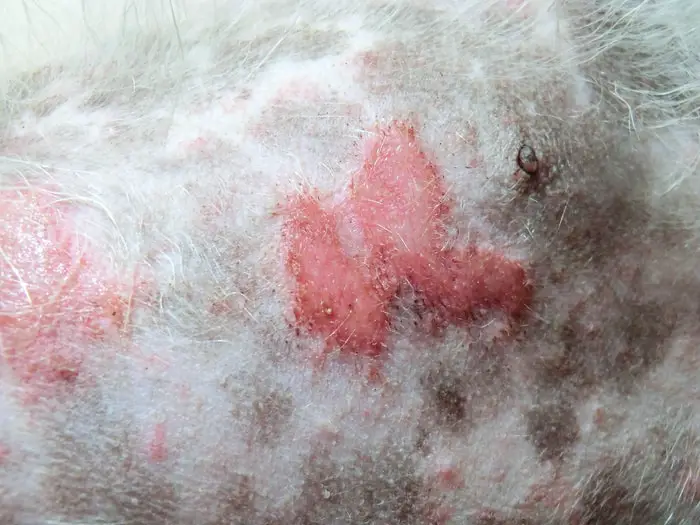 Diagnosis of Pyoderma in Dogs