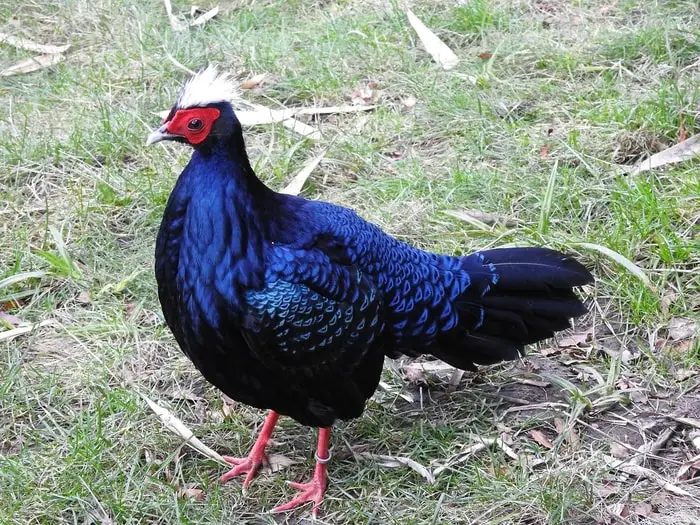 Edwards Pheasant