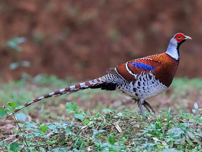 Elliot's Pheasant