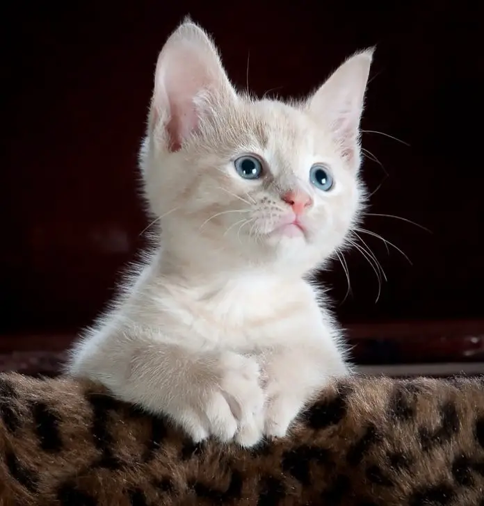 Fatty Liver Syndrome in cats