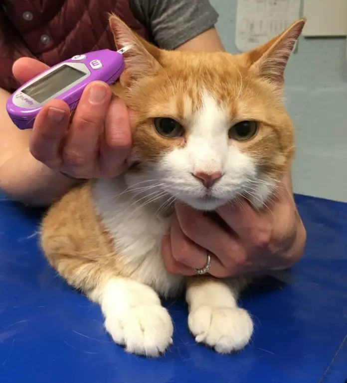 Feline Diabetes