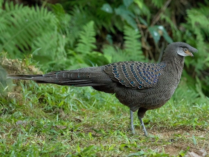 Grey Peacock Pheasant