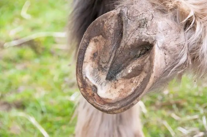 Healthy Horse Hoof