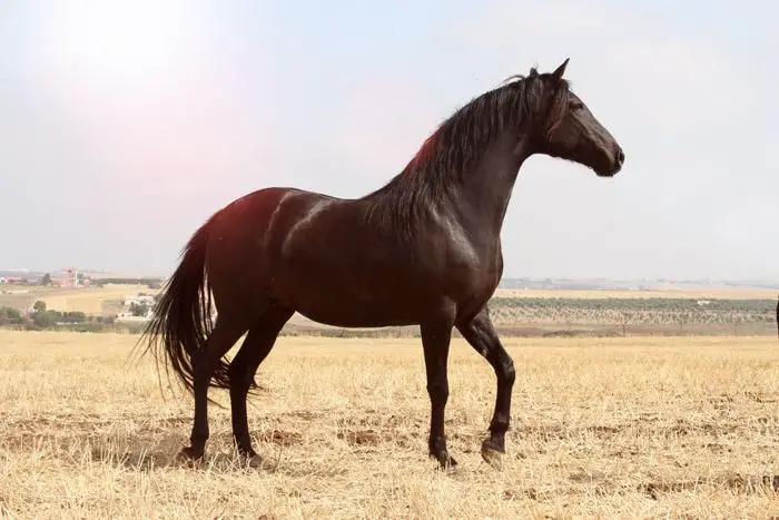 Height and weight of Horse