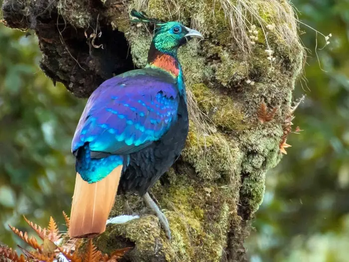 Himalayan Monal Pheasant