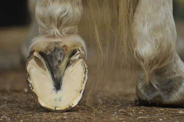 Horse Hoof Abscess