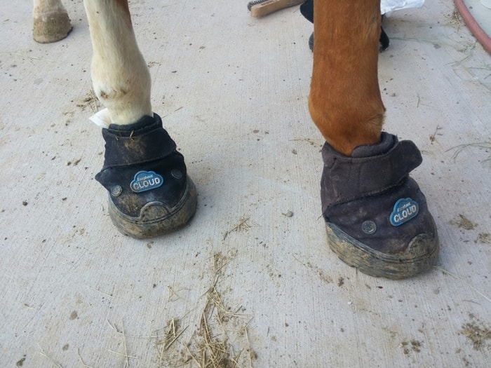 Horse Hoof Boots