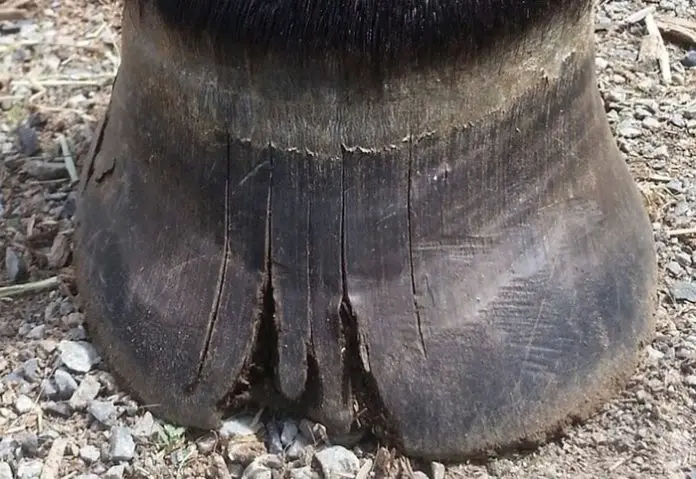 Horse Hoof Cracks