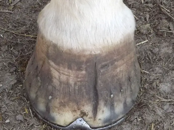 Horse Hoof