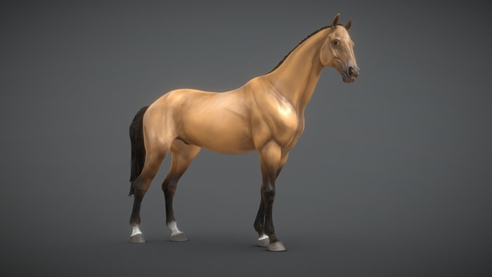 Horse Models