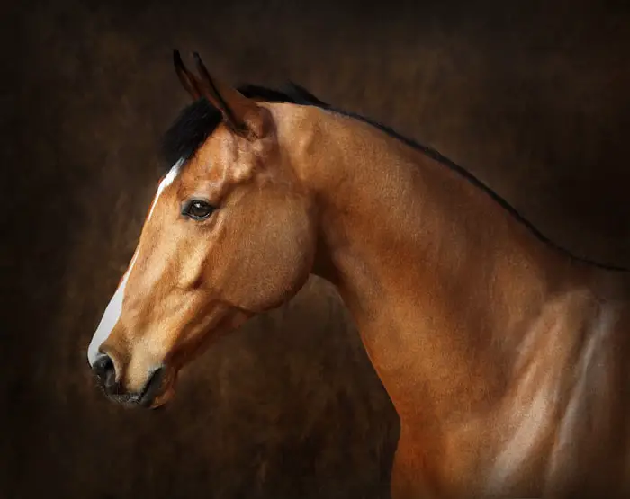 Horse Portraits