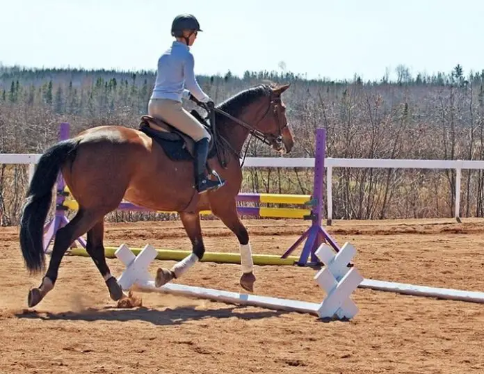 Horse Tendon Injury