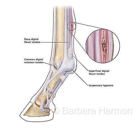 Horse Tendon Injury Locations