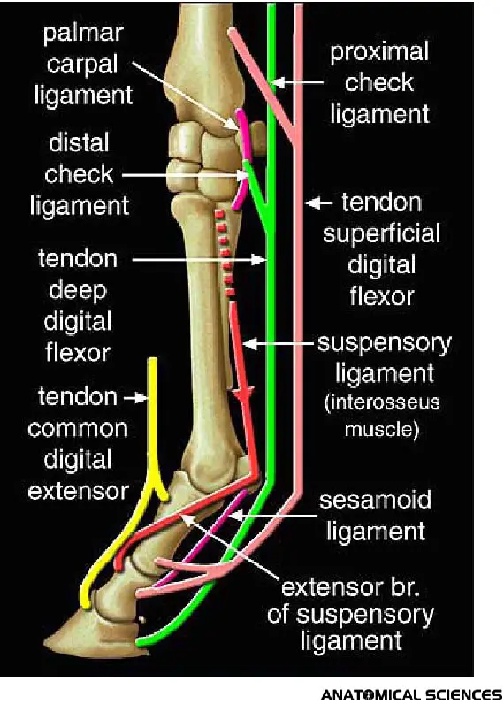 Horse Tendons