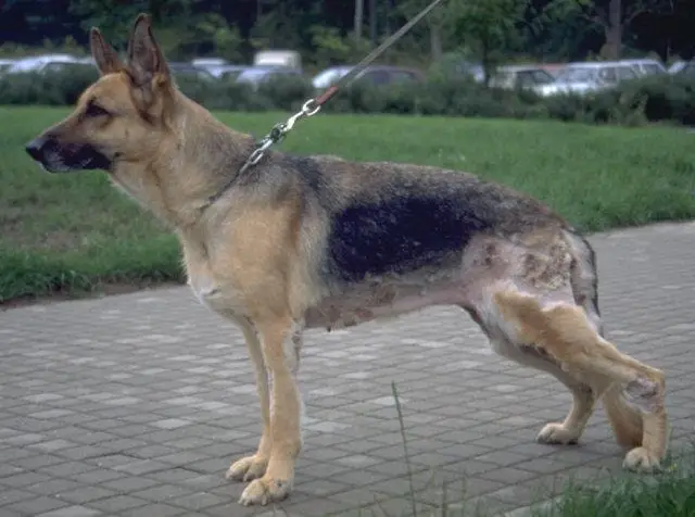 Importance of Canine Pyoderma