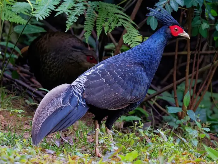 Kalij Pheasant